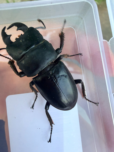 Titan Stag Beetle