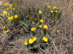 Hunnemannia fumariifolia