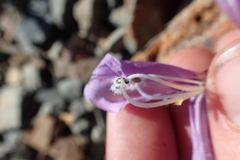 Penstemon davidsonii davidsonii
