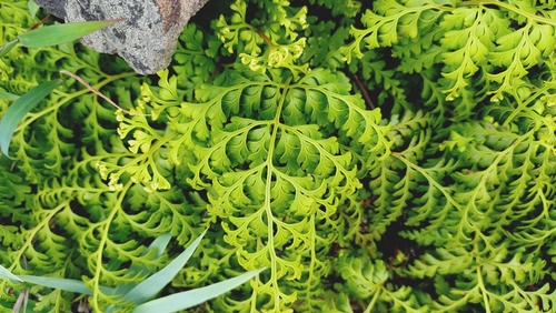 Odontosoria biflora observed 2026-06-23