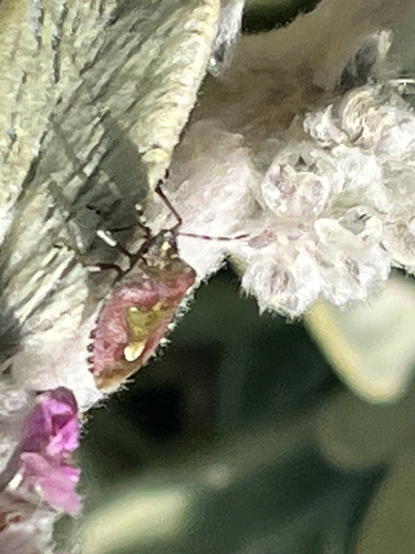 Sloe Bug