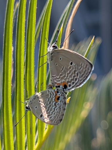 Plains Cupid