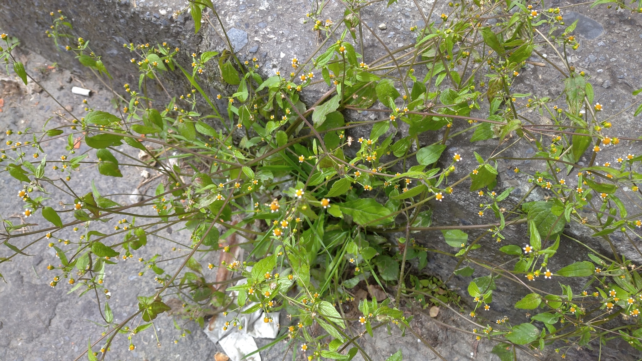 Galinsoga parviflora image