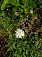 Fothergilla