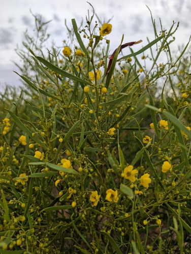 Woody Desert Senna