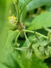Image of Oxyopes salticus