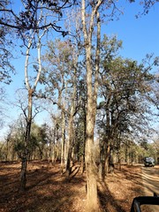 Lagerstroemia parviflora