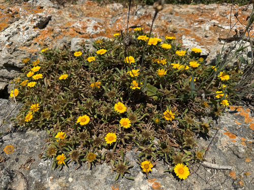 Pallenis maritima maritima
