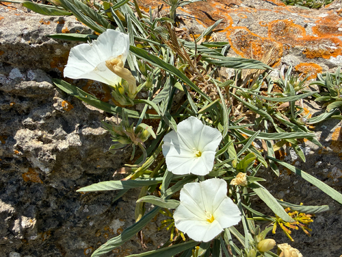 Narrow-leaved Bindweed