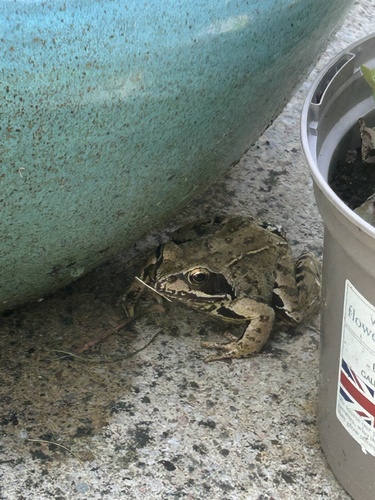 European Common Frog