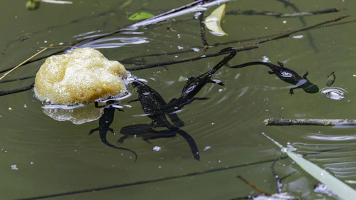 Sword-tailed Newt, Cynops ensicauda
