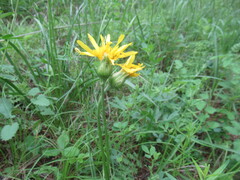 Scorzonera radiata, photograph author not stated, no rights reserved