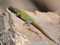 High Mountain Lizard photo 3