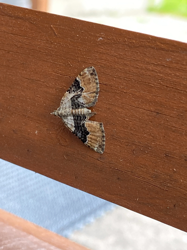Large Twin-spot Carpet