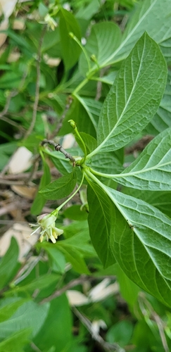Lonicera glehnii