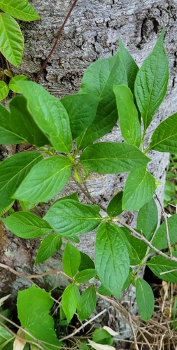 Lonicera glehnii, photograph 1