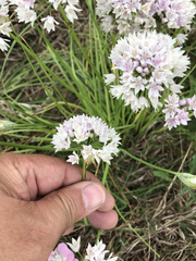 Allium canadense