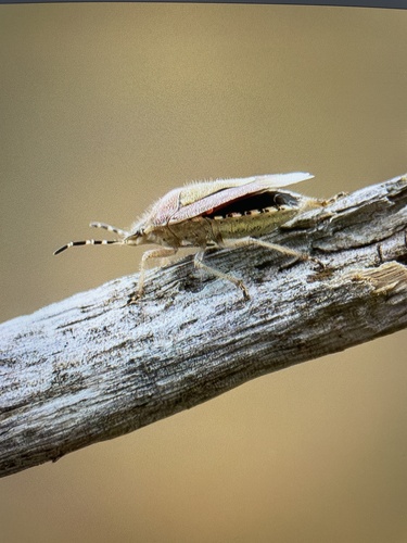Sloe Bug