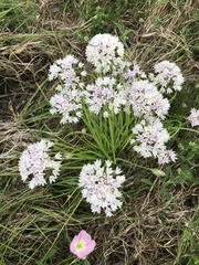Allium canadense