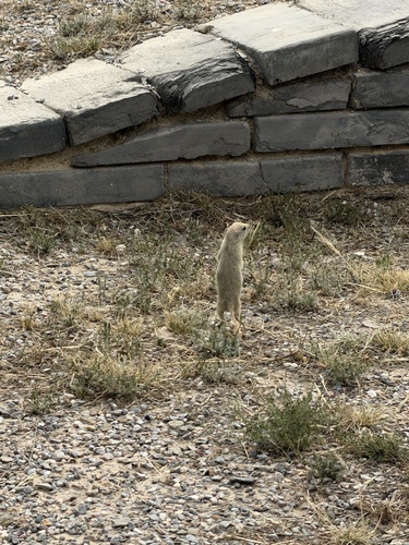 Alashan Ground Squirrel