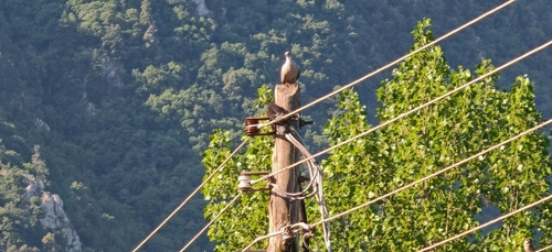 European Turtle-Dove