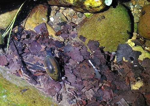 Black-bellied Great Diving-beetle