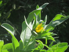 Wyethia