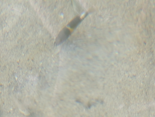 Choerodon anchorago