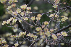 Cornus florida