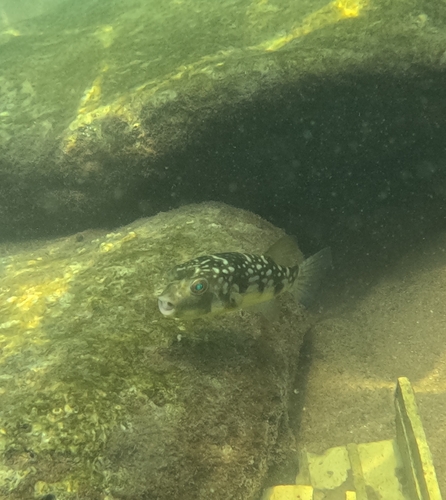 Milkspot Toadfish