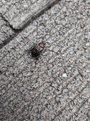 Oriental Beetle