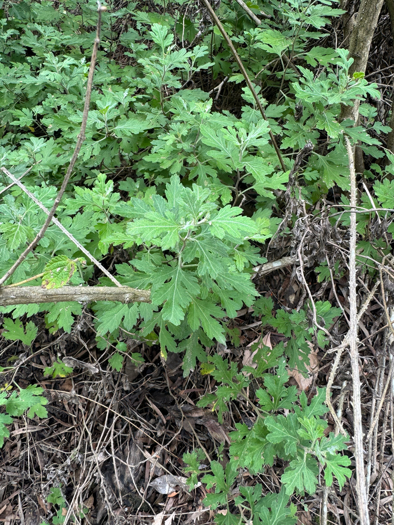 Chrysanthemum indicum – Chrysanthemum indicum