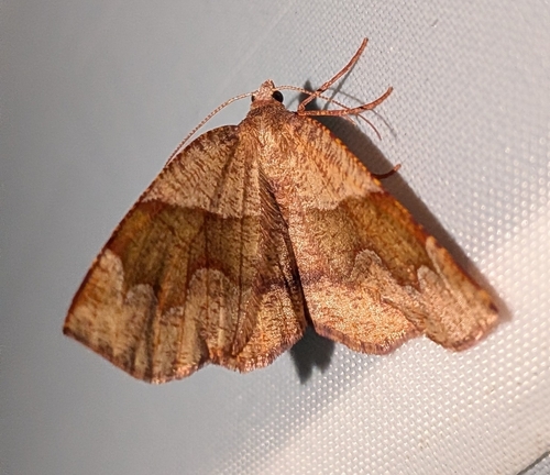 Barred Umber photo 3