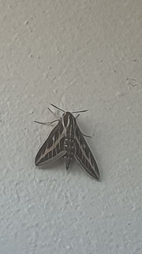Striped Hawkmoth