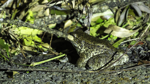 Otton Frog, Babina subaspera
