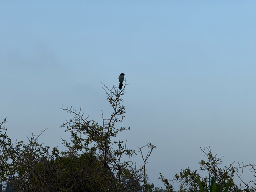 North-West African Grey Shrike