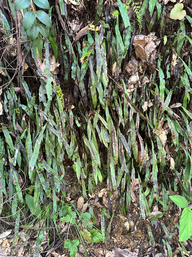Deparia lancea