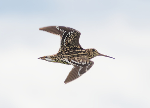 iNaturalist image