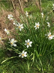 Zephyranthes candida