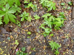 Anemonastrum canadense
