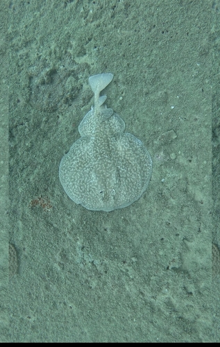 Gulf Torpedo