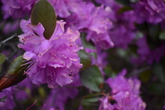 Rhododendron