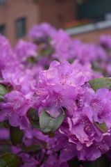 Rhododendron
