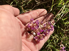 Astragalus arizonicus