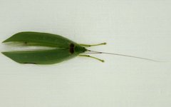 Phyllomimus nodulosus