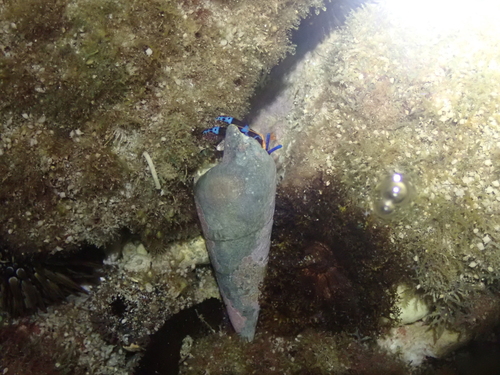 Calcinus elegans observed 2026-06-20