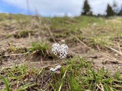 Lomatium piperi