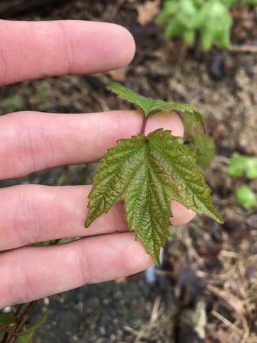 mapleleaf viburnum