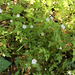 White Nemophila - Photo (c) Michael A. Voeltz, some rights reserved (CC BY-NC), uploaded by Michael A. Voeltz