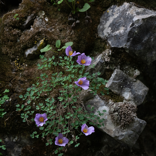 Paraquilegia microphylla